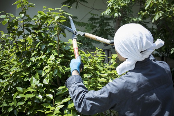 大きな木の剪定方法｜効果的な手順と注意点サムネイル