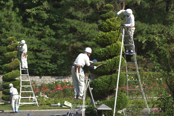 剪定後に木が弱る原因と対策サムネイル