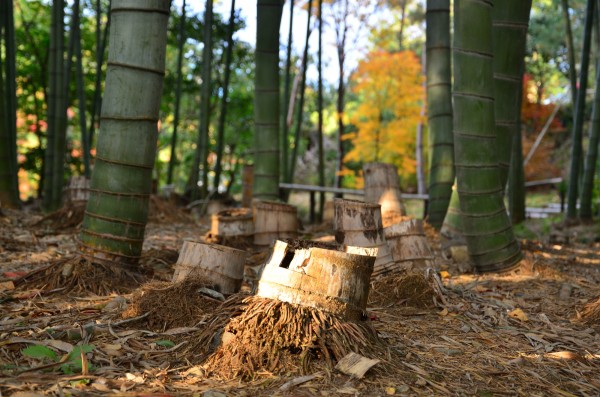 竹林の伐採方法と管理｜効率的に行うためのポイントサムネイル