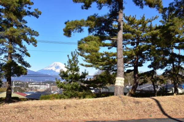 松の伐採をする際の注意点｜安全に作業を進めるためのポイントサムネイル