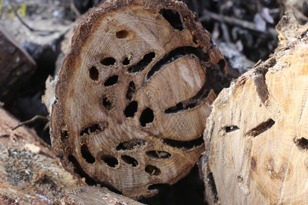 伐採と害虫対策｜安全で効果的な方法と注意点サムネイル