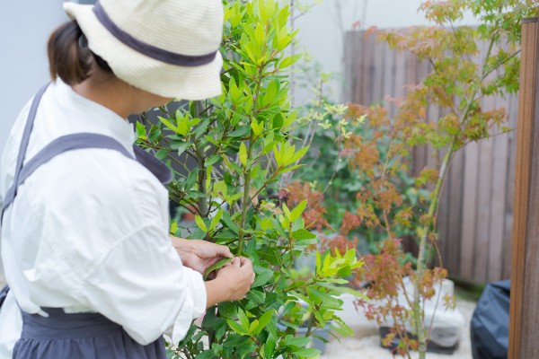 剪定と害虫駆除で健康な庭を維持する方法サムネイル