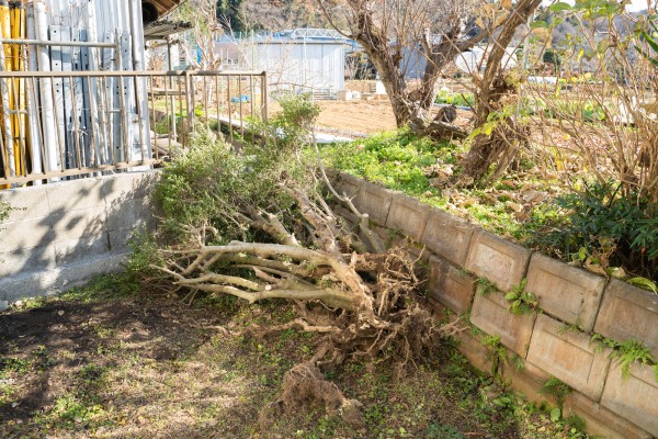 伐採と伐倒の違い｜その意味と手法について解説サムネイル