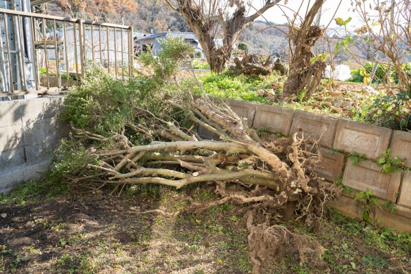 沖縄で台風後の伐採は必要か？適切な対応方法を解説サムネイル