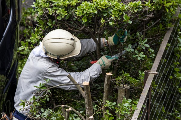 伐採後の庭の手入れ方法｜美しい庭を保つためのポイントサムネイル