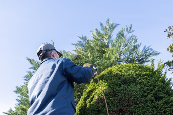 透かし剪定のコツ｜効果的な方法と注意点サムネイル